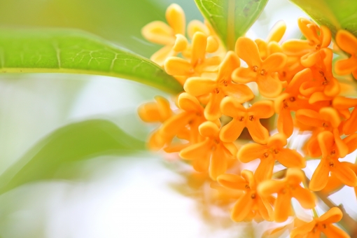 �ψ���C���[�W