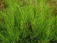 �ψ���C���[�W